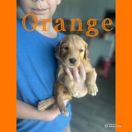 Orange Boy - Dark golden male Golden Retriever puppy in Ocala, Florida from Hidden Oaks Golden Retrievers