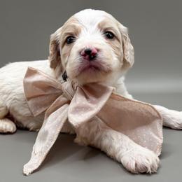 Oliver - Buff and white male Cockapoo puppy in Claremont, North Carolina from Magnolia Grove Farms