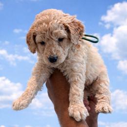 Sprite - Cream male Goldendoodle puppy in Houston, Texas from Were The Mack'Doodles