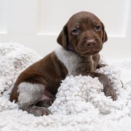Meadow - German Shorthaired Pointer puppy from Moore Family GSPs