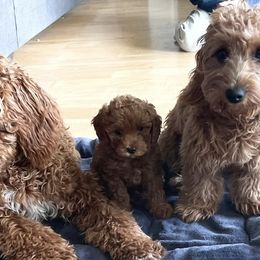 Goldendoodles from JER Doodles