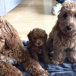 Goldendoodles from JER Doodles