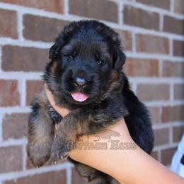 Red Collar - Sable male German Shepherd puppy in Mount Vernon, Missouri from German Haus German Shepherds LLC