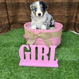 Australian Shepherd Puppies from Copper Top Aussies