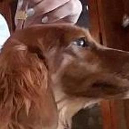 Red - Dachshund