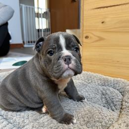 Cappuccino - Blue tri-color female Bulldog puppy in Medical Lake, Washington from Back Forty Boxers and Old English Bulldogs