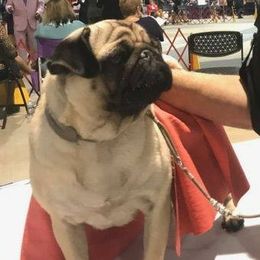 Pugs from Chiquola