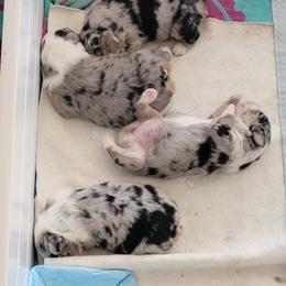 Opal on hold for now - Blue merle female Miniature American Shepherd puppy in Foley, Alabama from MorningStar Miniature American Shepherds