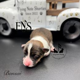 Bonsai Full Fluffy With A Tail - Sable male Pembroke Welsh Corgi puppy in Casper, Wyoming from Flying Note Shorties