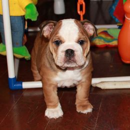 English Bulldog Puppies from Buffalo Bulldogs