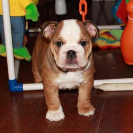 English Bulldog Puppies from Buffalo Bulldogs
