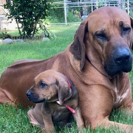 Rhodesian Ridgebacks from StoneRidge