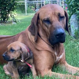 Rhodesian Ridgebacks from StoneRidge