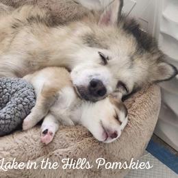 Pomsky Puppies from Lake in the hills Pomskies