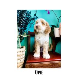 Australian Labradoodle Puppies from Novalie Australian Labradoodles