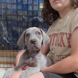 Misty - Gray brindle female Cane Corso puppy in Princeton, Minnesota from God Of War Cane Corso