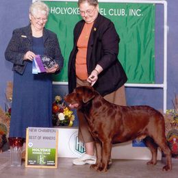 Labrador Retriever All Grown Up from WoodDuck