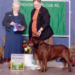Labrador Retriever All Grown Up from WoodDuck