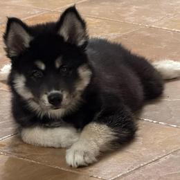 Koa - Agouti and white female Siberian Husky puppy in Walker, Louisiana from TRUHUSKY SIBERIANS