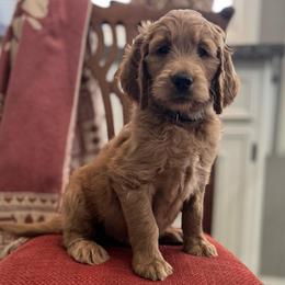 Sneezy- Gray - Apricot male Goldendoodle puppy in Bay City, Texas from Charming Doods Goldendoodles