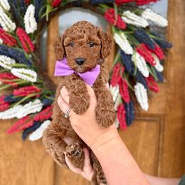 Teddy - Red  male Goldendoodle puppy in Orangevale, California from Ugly Dad Doodles