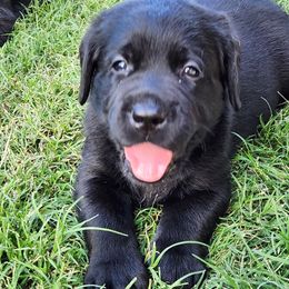Boy 4 - Labrador Retriever puppy from AKC California Winterstrom Labradors