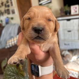 Orange - Golden male Golden Retriever puppy in Bonanza, Oregon from Gold 'N Dust Ranch