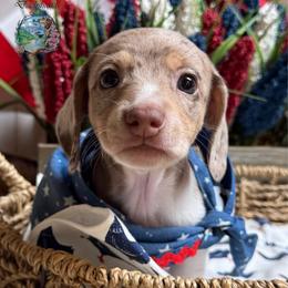 Picholine (Dapple Pie) - Dapple female Dachshund puppy in Fayetteville, West Virginia from Loop Creek Dachshunds