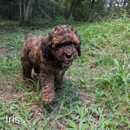 Iris - Brown and tan female Cockapoo puppy in Sunset, Louisiana from Cano Cockapoos