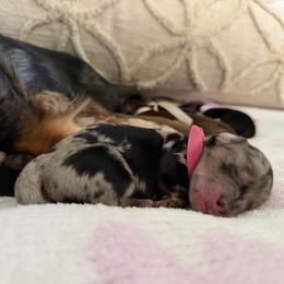Raisin-5000 - Dapple female Dachshund puppy in Summerfield, Florida from Dachshundly Perfect