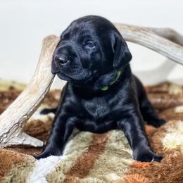 German Shorthaired Pointer, Labrador Retriever, and Working Cross Puppies from Upland Valley Kennels