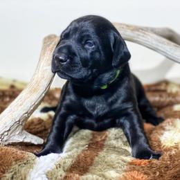German Shorthaired Pointer, Labrador Retriever, and Working Cross Puppies from Upland Valley Kennels