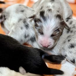 Burt - Blue merle male Australian Shepherd puppy in Powhatan, Virginia from Scarlet Oak Aussies