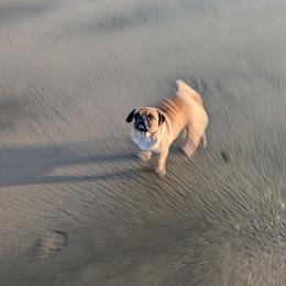 Dorothy - Pug
