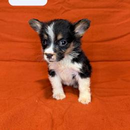 Shania - Black and tan female American Corgi puppy in Midland, Texas from Desert Darlin’ Corgis