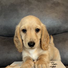 Butterscotch - Cream female Dachshund puppy in Stuart, Iowa from Johnson Family Corgis and more