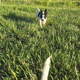Angel - White and black male English Springer Spaniel puppy in Palisade, Colorado from Bigfoot's Kennel