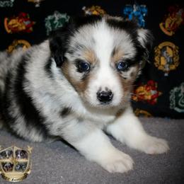 Cupid - Blue merle male Miniature Australian Shepherd puppy in El Dorado Springs, Missouri from HP Aussie Kennels