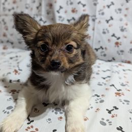 Girl 1 - White and sable female Papillon puppy in Joshua, Texas from Summertime Kennels