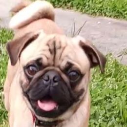 Pugs from Carla's Pugs