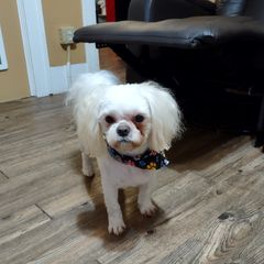Cody - Shichon