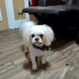 Cody - Shichon