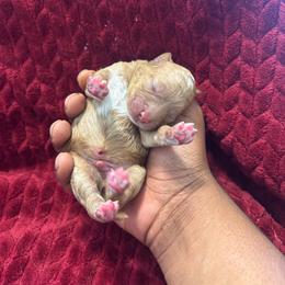 Green collar boy - Apricot male Goldendoodle puppy in Fort Myers, Florida from Gandystailsofjoy