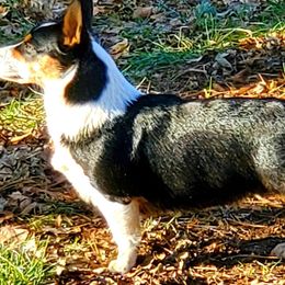 Pembroke Welsh Corgis from Pembroken Arrow Welsh Corgis