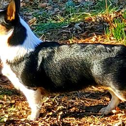 Pembroke Welsh Corgis from Pembroken Arrow Welsh Corgis