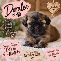 Doralee - Brown female Shichon puppy in Ronda, North Carolina from Willow River