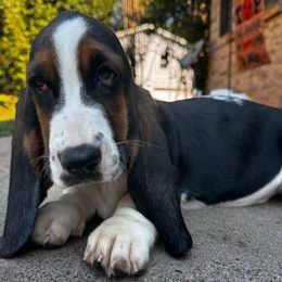 Ulrica - Black tan and white Basset Hound puppy in Cleveland, Tennessee from Smokey Mtn Bassets