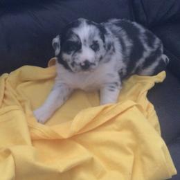 Australian Shepherds from Narita Farms Aussies