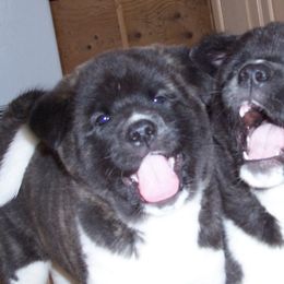 Akita Puppies from Tanager Akitas