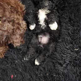 Aussiedoodle Puppies from Abbott Family Farm